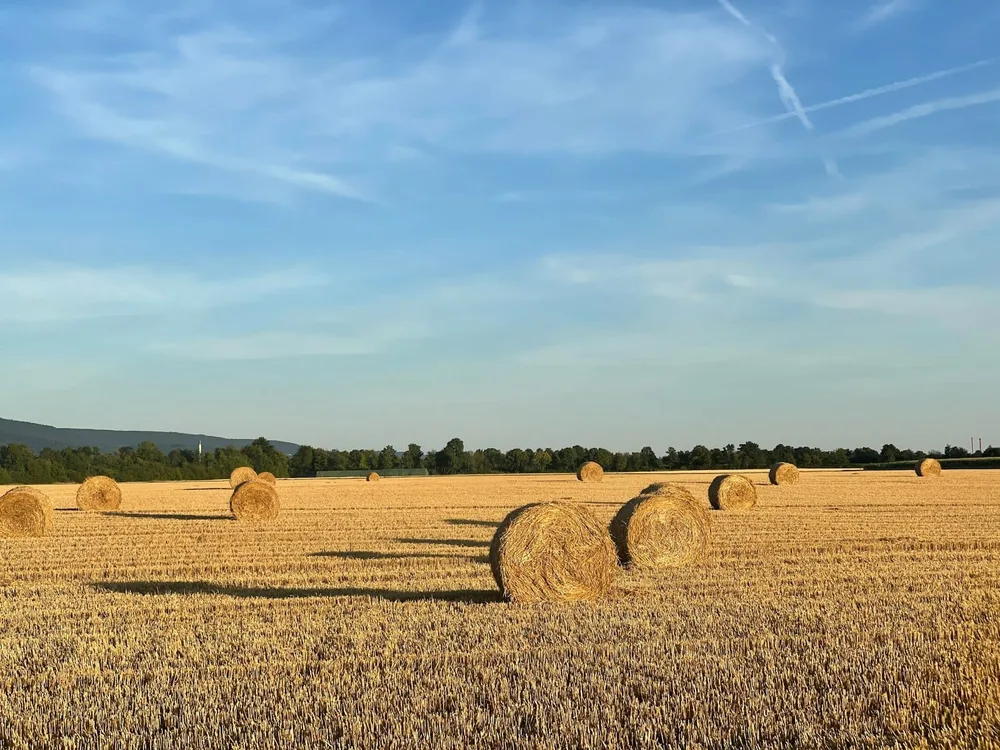 Wheat straw bales staged across a post-harvest grain field